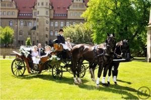 WIR sind Ihr Partner rund ums Pferd in der Region Halle Leipzig und dem Saalekreis