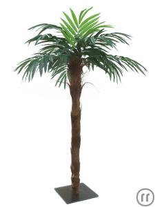 Dekorationspalme mit echten Palmenfasern und einer Höhe von 210 cm
- Preis incl. Anlieferung (BRD)