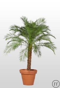 1-Phoenix Palme 250cm