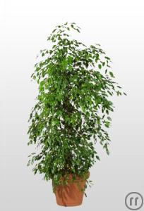 1-Ficus 180cm