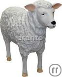 Schaf, Schaaf, Tiere, Zoo, Tier, Streichelzoo, Deutschland, Lämmer, Lamm, Bayern, Süddeutschland, Sc Schaf, Schaaf, Tiere, Zoo, Tier, Streichelzoo, Deutschland, Lämmer, Lamm, Bayern, Süddeutschland, Sc
