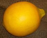 Zitrone, Obst, Garten, Essen, Dekoration, Messe, Event, Veranstaltungsdekoration, Eventdekoration, G Zitrone, Obst, Garten, Essen, Dekoration, Messe, Event, Veranstaltungsdekoration, Eventdekoration, G