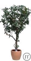 Benjamini Baum, Pflanze, Pflanzen, Pflanzenart, Baum, Bäume, Pflanzen Dekoration, Pflanzendekoration Benjamini Baum, Pflanze, Pflanzen, Pflanzenart, Baum, Bäume, Pflanzen Dekoration, Pflanzendekoration