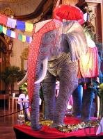 1-Indischer Elefant XXL, Asien, Indien, Tiere, Tier, Zoo, Reservat, Groß, Säugetier, Dsc...