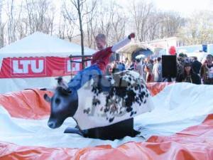 BULL RIDING / BULLEN REITEN / RODEO BULLE / BULLRIDING