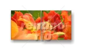Farben-Froh - Bildkombination Blumen Orange verspielt