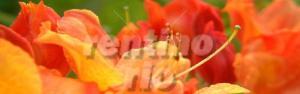 Farben-Froh - Bild Blumen Orange verspielt