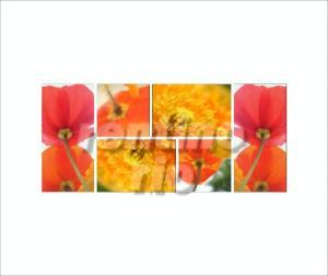 1-Farben-Froh - Bildkombination von orangen und gelben Blumen