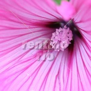 Farben-Froh - Bild rosa Blume