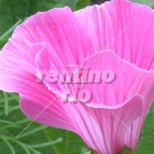 1-Farben-Froh - Bild rosa Blume geschlossen
