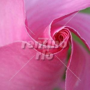 1-Farben-Froh - Bild rosa Blume Mitte