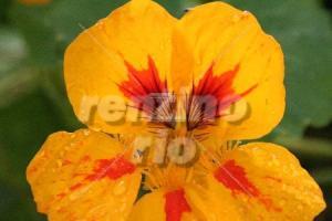 1-Farben-Froh - Bild gelb-orange Blume