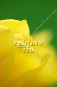 1-Farben-Froh - Bild gelbe Blumenspitze