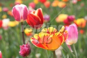 Farben-Froh - Bild bunte Blumenwiese