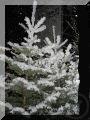 3-Schneekanone / Schneemaschine Einsatz bei jeder Temperatur. Inkl. 19% MwSt.