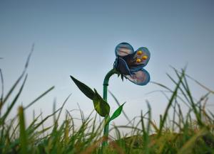 5-Riesenblume XXL Sommerblume Blume