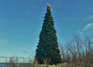 2-Riesen Weihnachtsbaum 7,5m Weihnachtsmarkt Dekoration, Weihnachten, Weihnachtsdekoration