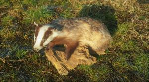 4-Tierpräparate Fuchs, Dachs,Reh Wildschwein