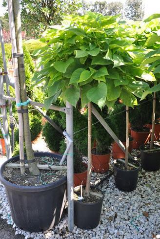 Catalpa, Trompetenbaum Höhe 180 cm bis 200 cm