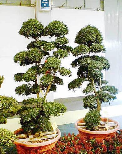 Ilex Crenata, japanische Stechpalme Höhe 220 cm