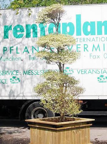 1-Enkianthus Perulatus, Strauch aus Japan Höhe 300 cm