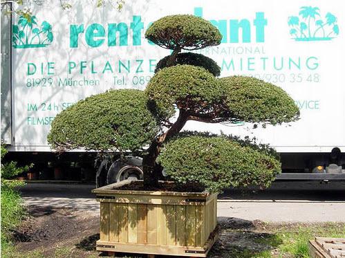 1-Taxus Cuspidata, japanische Eibe Höhe 250 cm