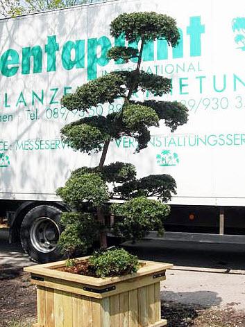 1-Taxus Cuspidata, japanische Eibe Höhe 200 cm