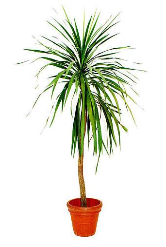 1-Dracaena Drachenbaum Höhe 280 cm - 300 cm