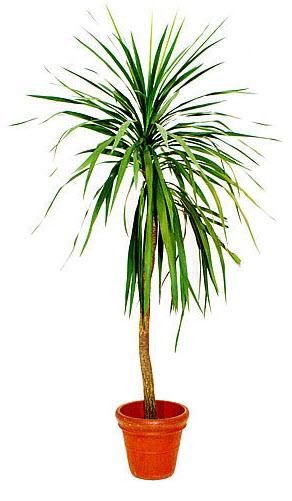 1-Dracaena Drachenbaum Höhe 250 cm