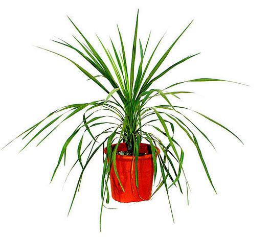 1-Dracaena Drachenbaum Höhe 150 cm