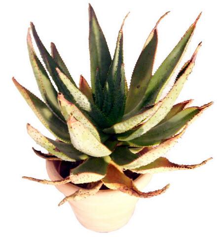 Aloe Höhe 80 cm