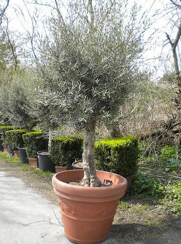 1-Olivenbaum Höhe 250 cm