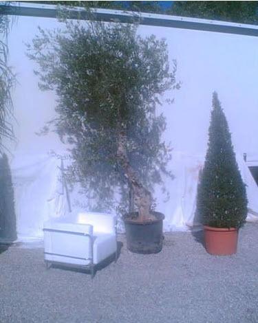 Olivenbaum Höhe 380 cm