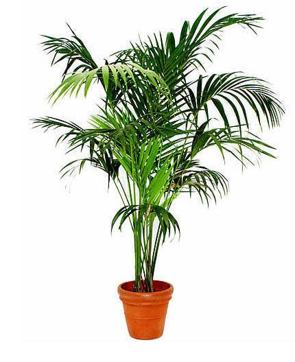 1-Kentia 250 cm bis 270 cm