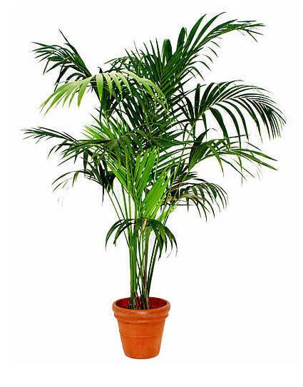 Kentia 300 cm bis 330 cm