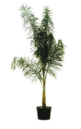1-Cocospalme Höhe 450 cm