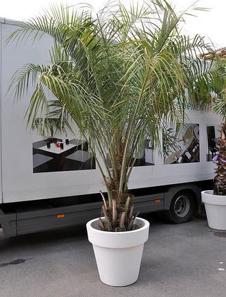 Butia Geleepalme Höhe 350 cm