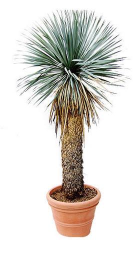 1-Yucca rostrata Höhe 120 cm