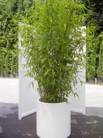 Bambus Höhe 450 cm