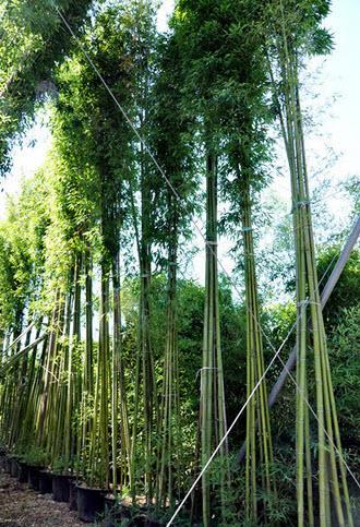 Bambus Höhe 800 cm