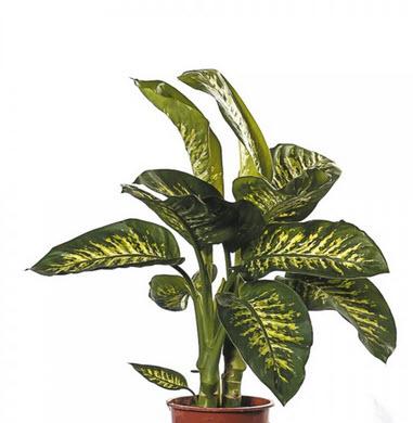 1-Dieffenbachia Echtpflanze 100 cm
