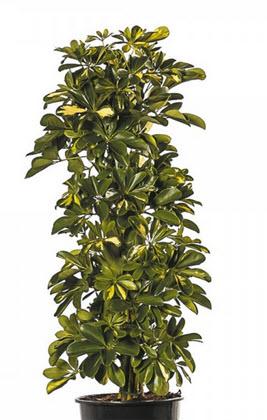 Schefflera Echtpflanze 100 cm