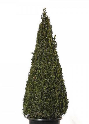 Buxus Pyramide Echtpflanze 120 cm