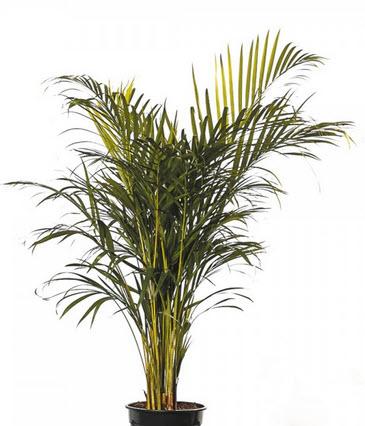 1-Areca Palme Echtpflanze 130 cm
