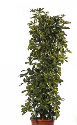 Schefflera Echtpflanze 140 cm