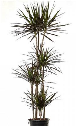 1-Drac Marg Echtpflanze 160 cm