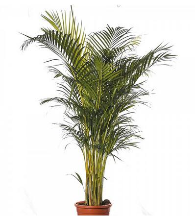 1-Areca Palme Echtpflanze 160-180 cm