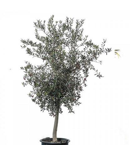 Olive Echtpflanze 180 cm