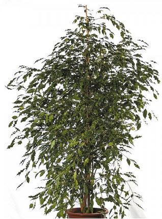 1-Ficus Echtpflanze 180 cm