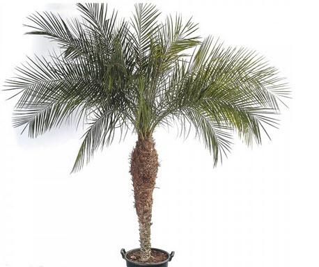 1-Phoenix Palme Echtpflanze 250 cm